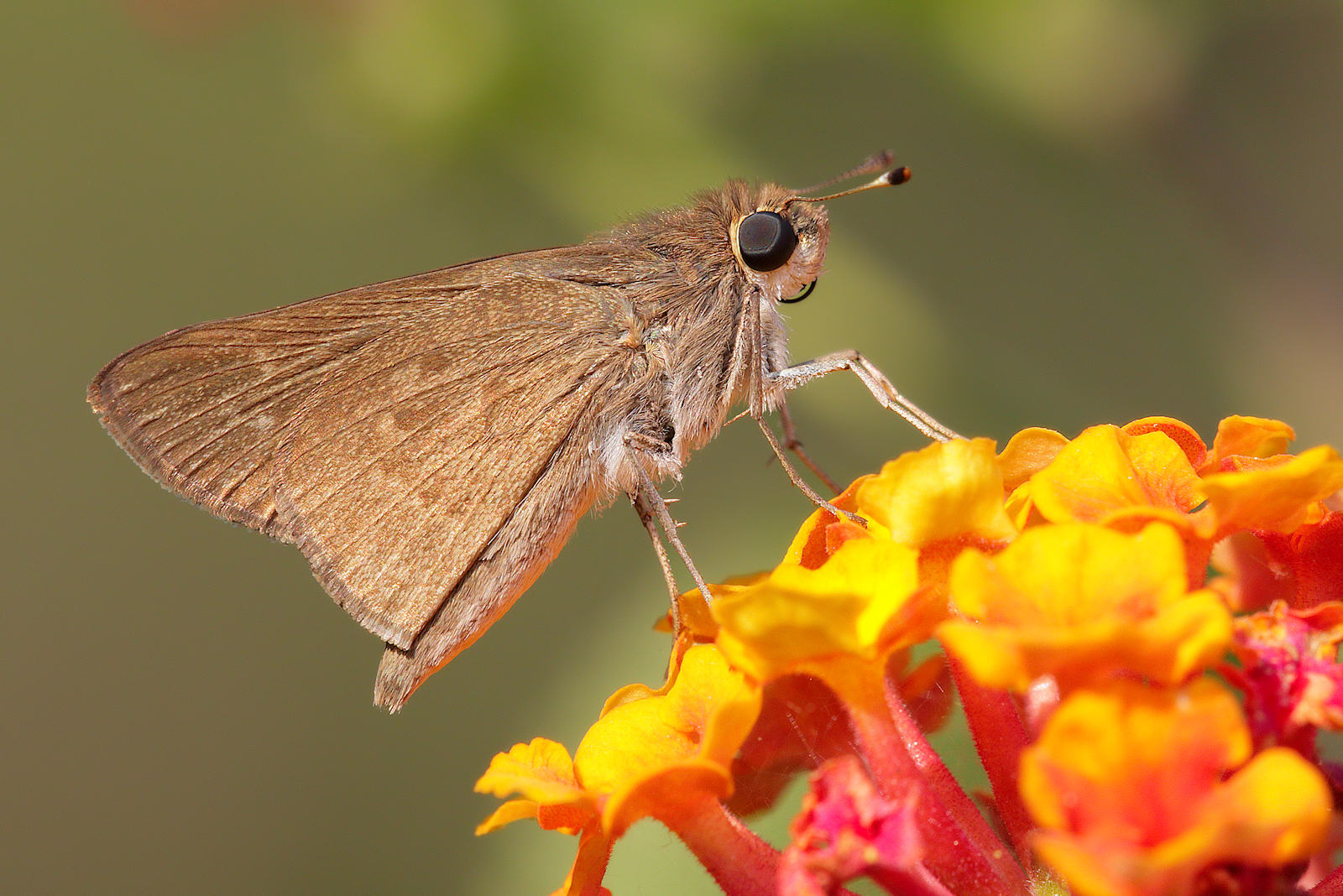 Thymelicus sylvestris