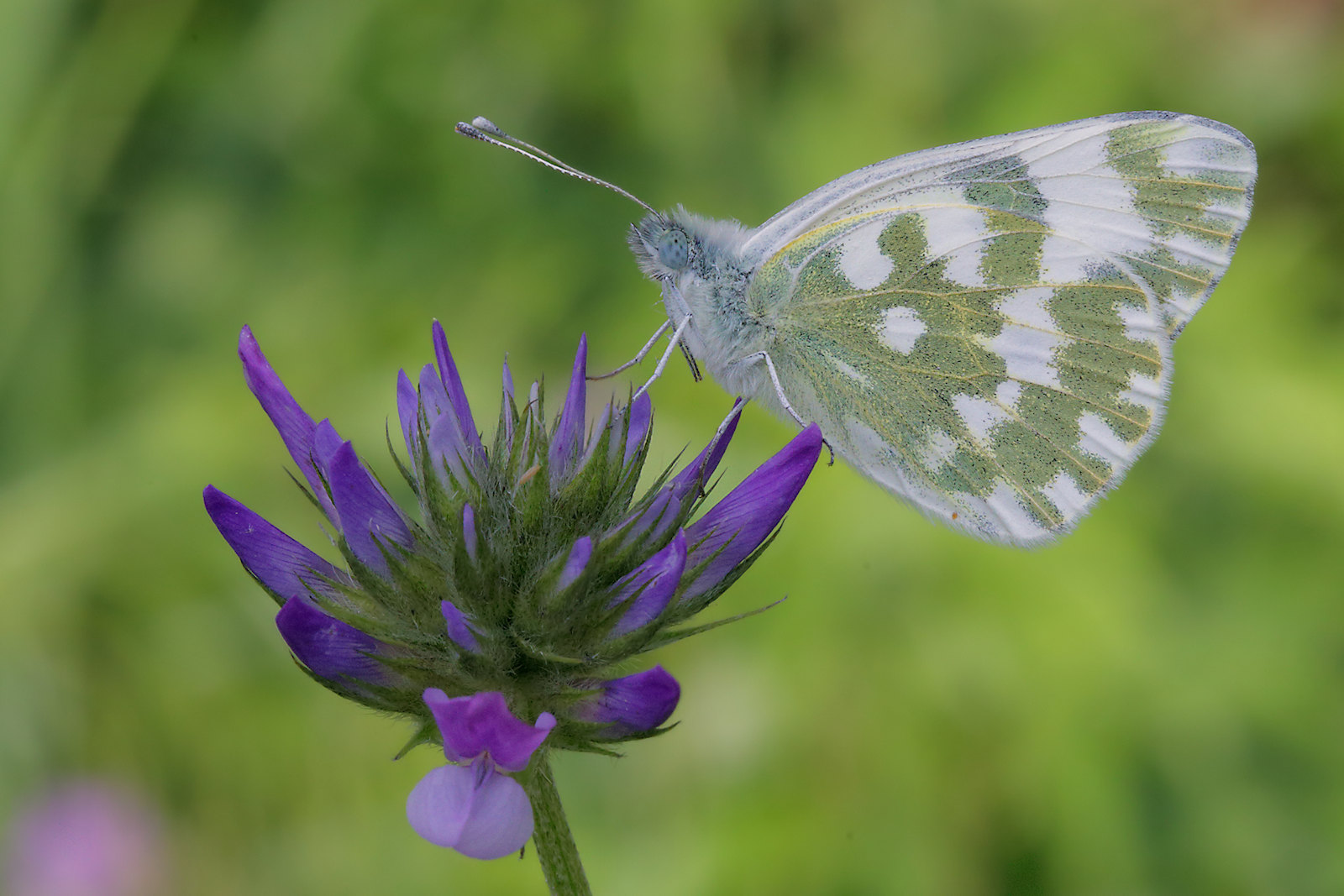 Pontia edusa