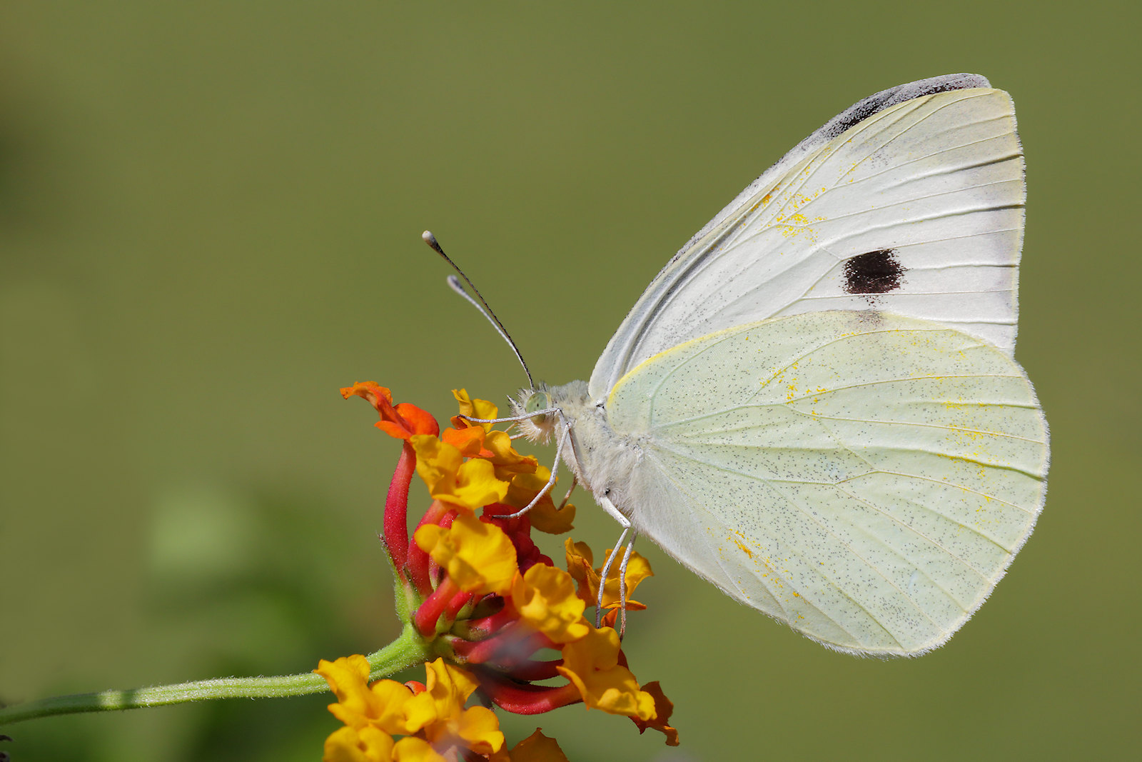 Pieris brassicae #2