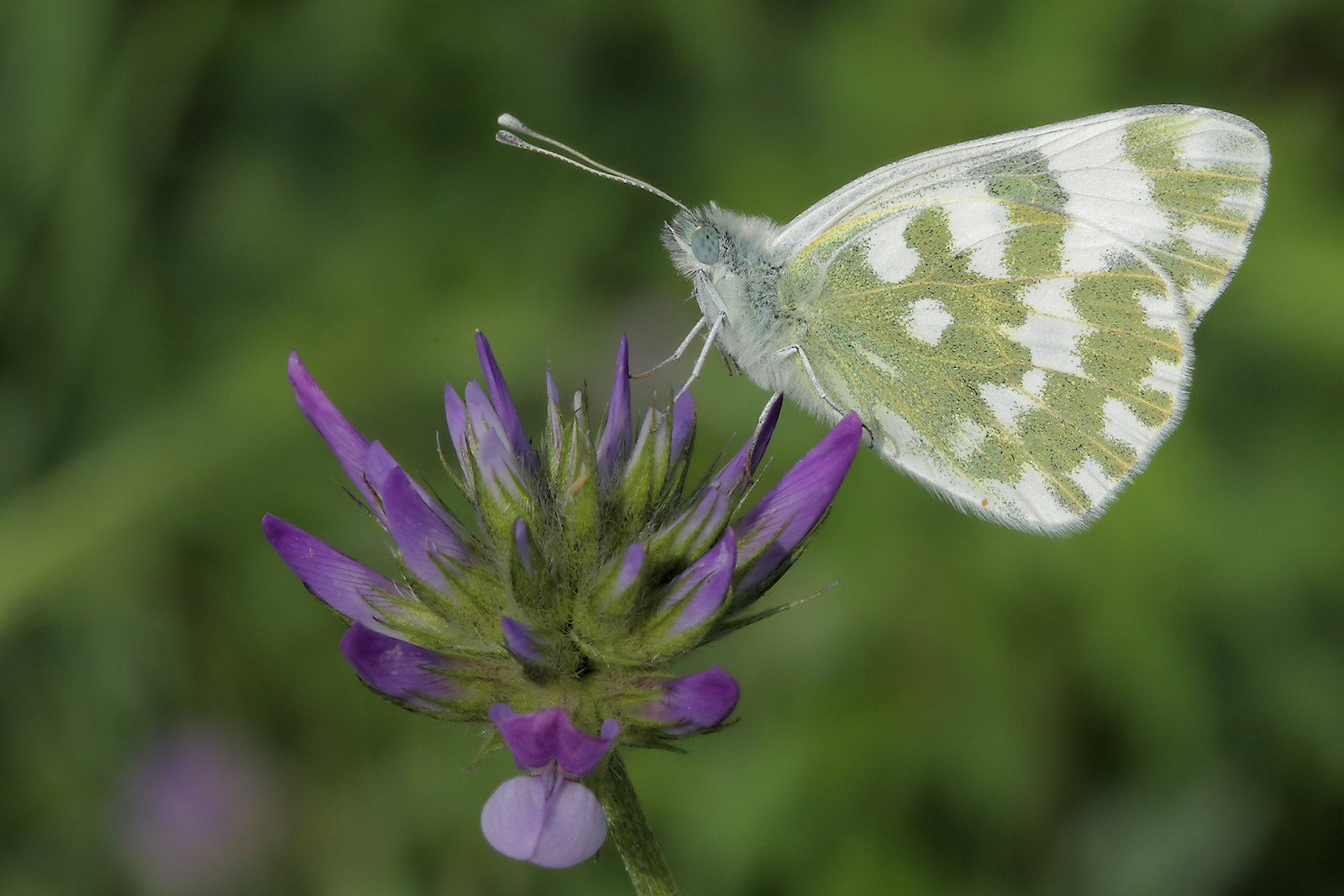 Pontia edusa #2