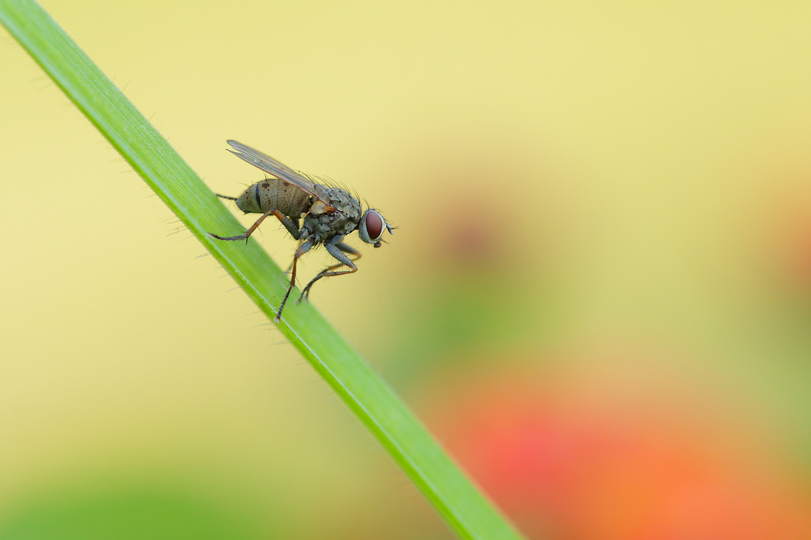 Coenosia tigrina (Muscidae)