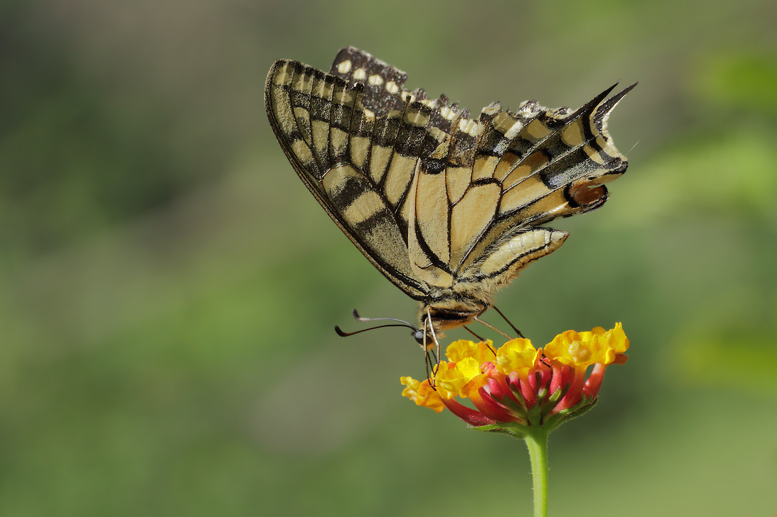 Papilio machaon