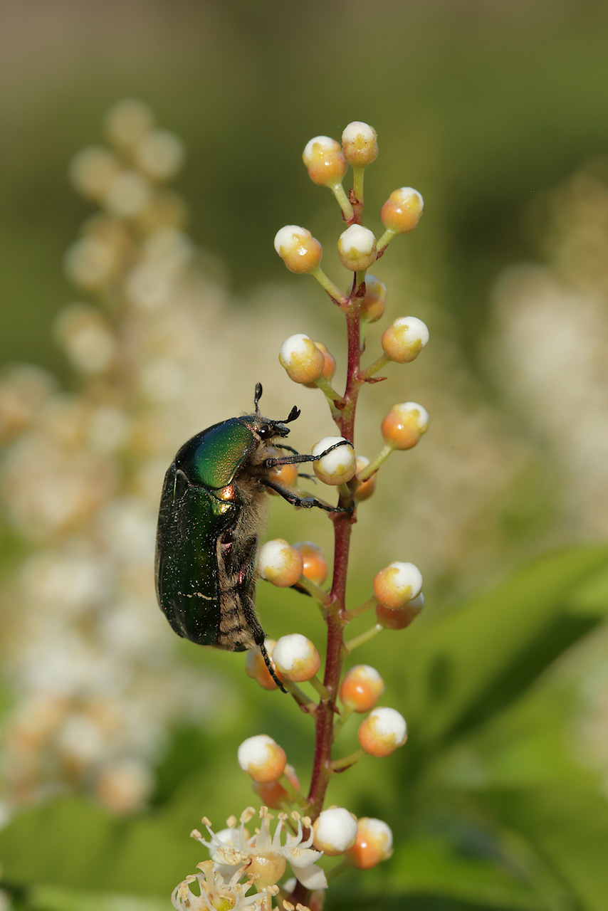 Cetonia aurata