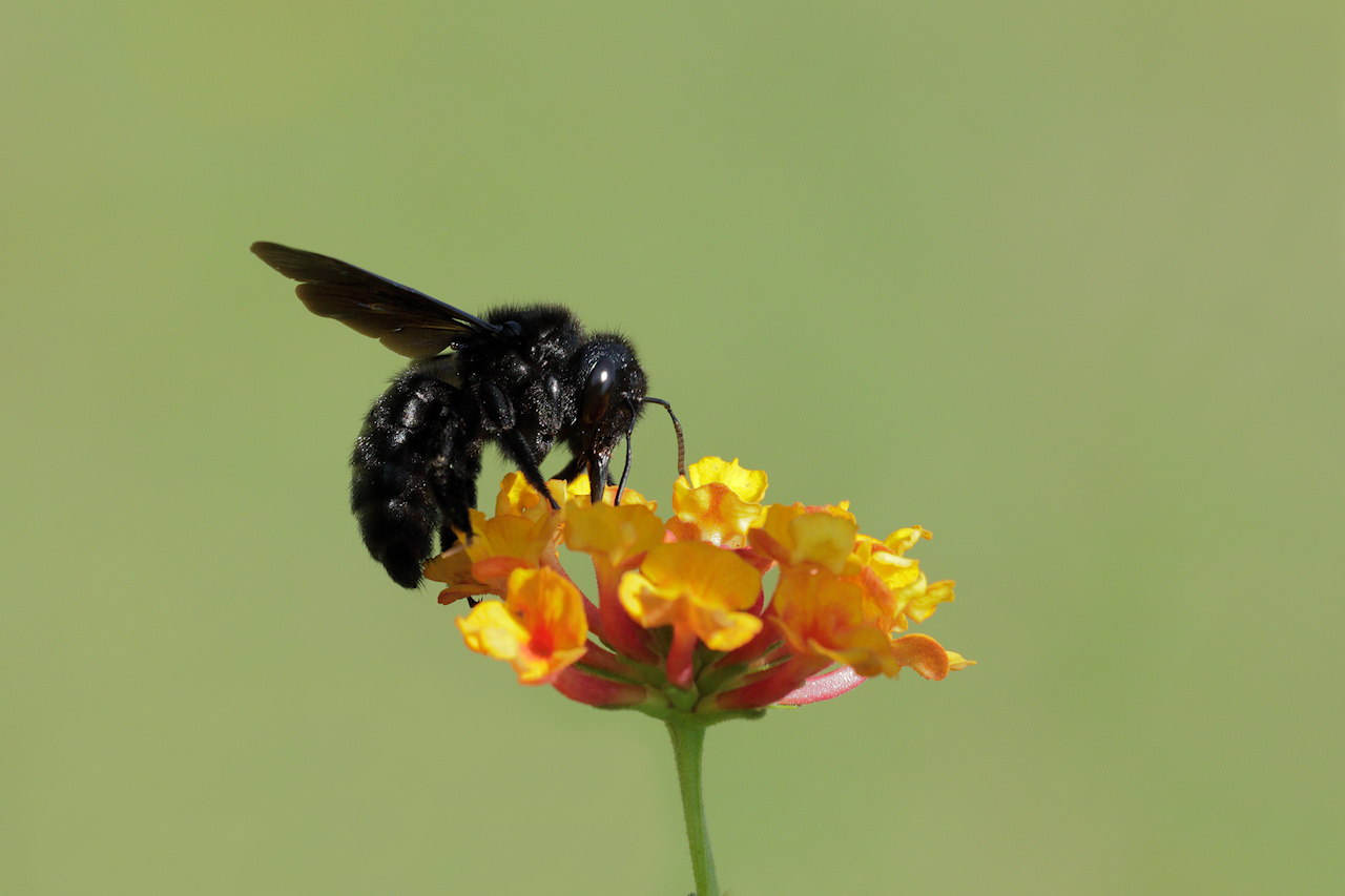 Xylocopa violacea (Ape legnaiola)