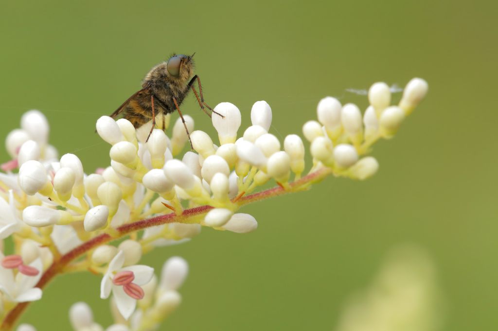 Piccola Asilidae?   No, Therevidae da id.