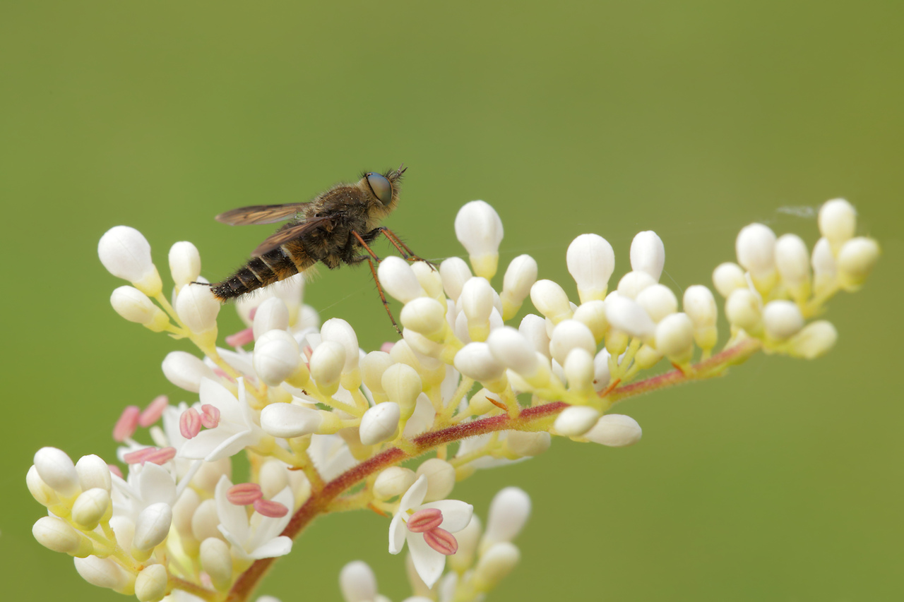 Piccola Asilidae?   No, Therevidae da id.