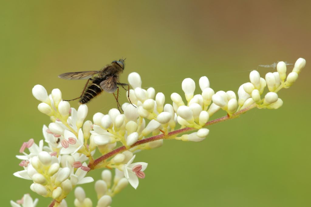 Piccola Asilidae?   No, Therevidae da id.