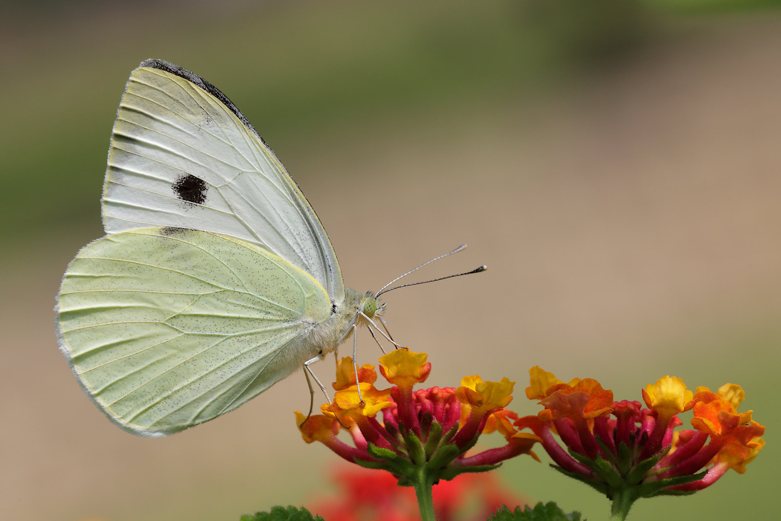 Cavolaia maggiore (Pieris brassicae)