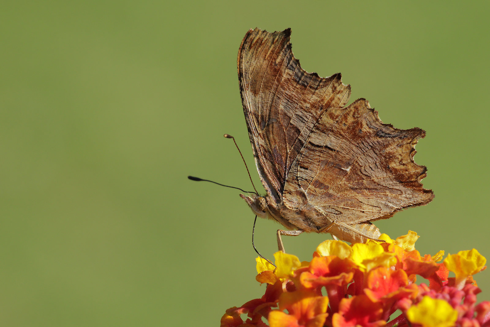 Polygonia c-album