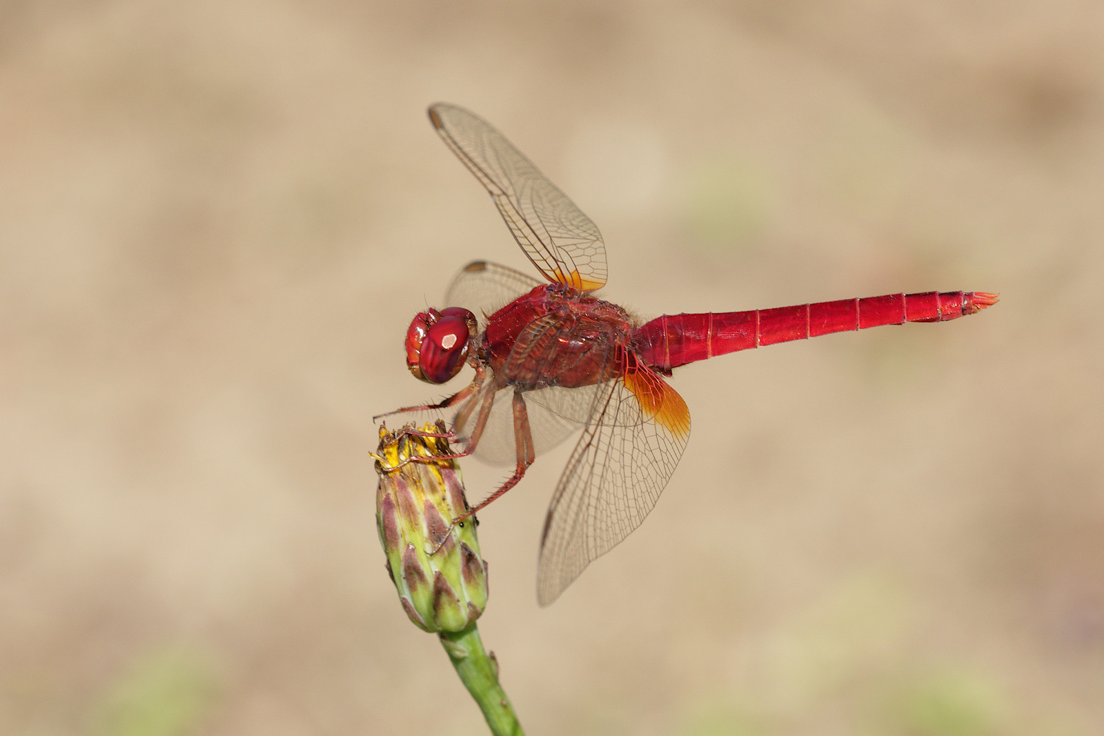 Crocothemis erythraea