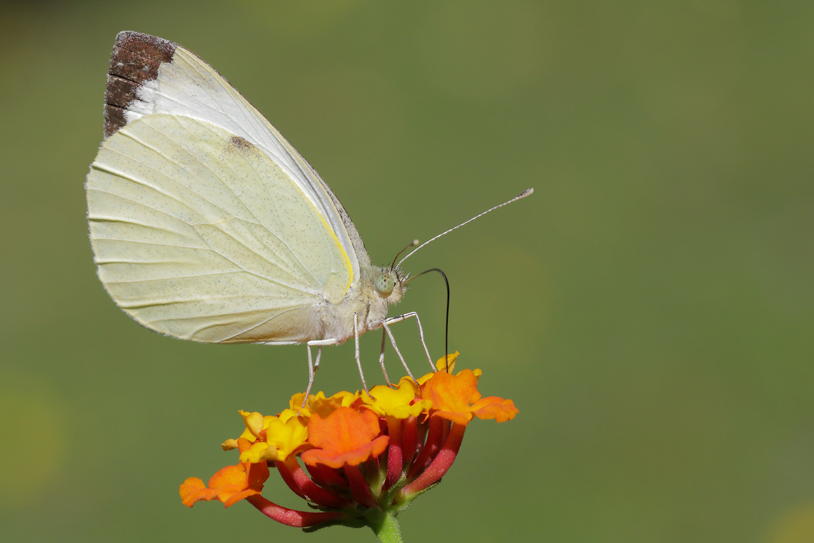 Cavolaia (Pieris brassicae)