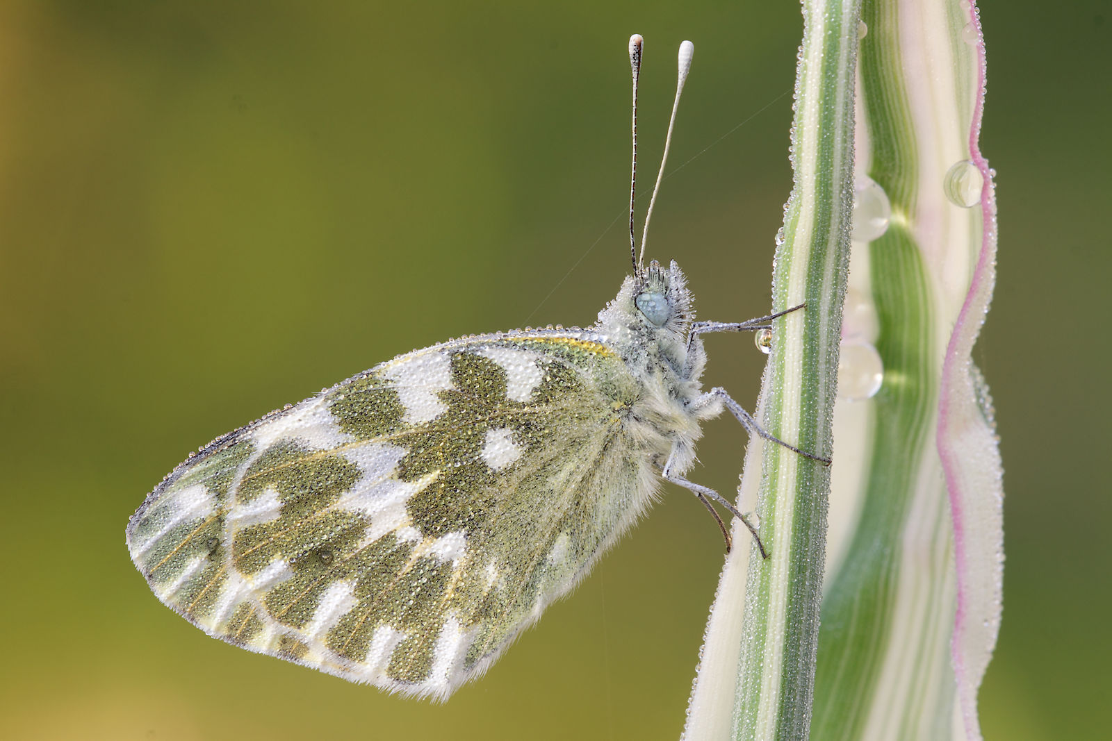 Pontia edusa