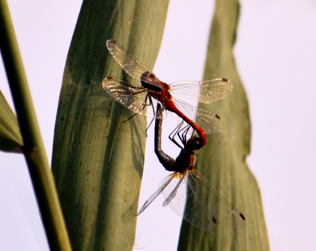 Crocothemis erythreae in accoppiamento?