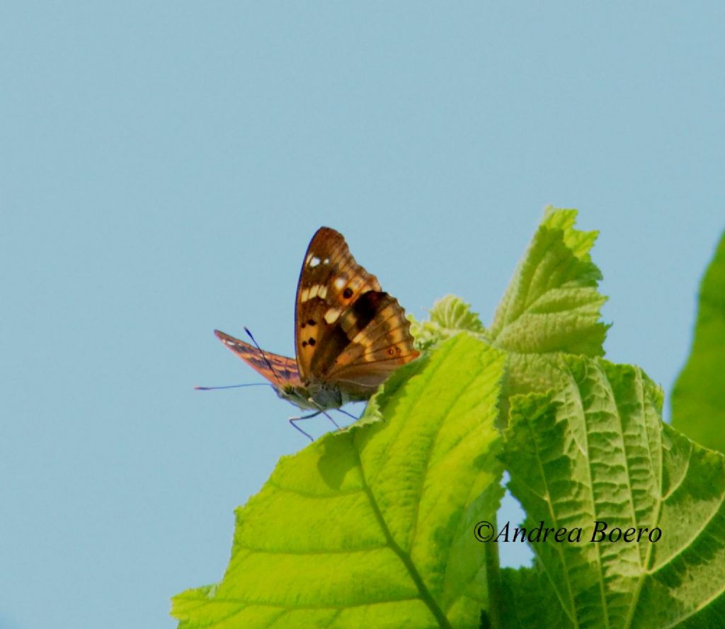 Apatura ilia forma clytie