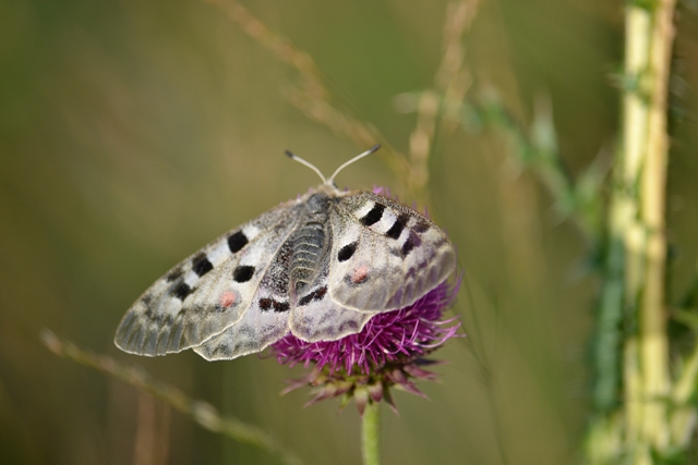 Parnassius apollo