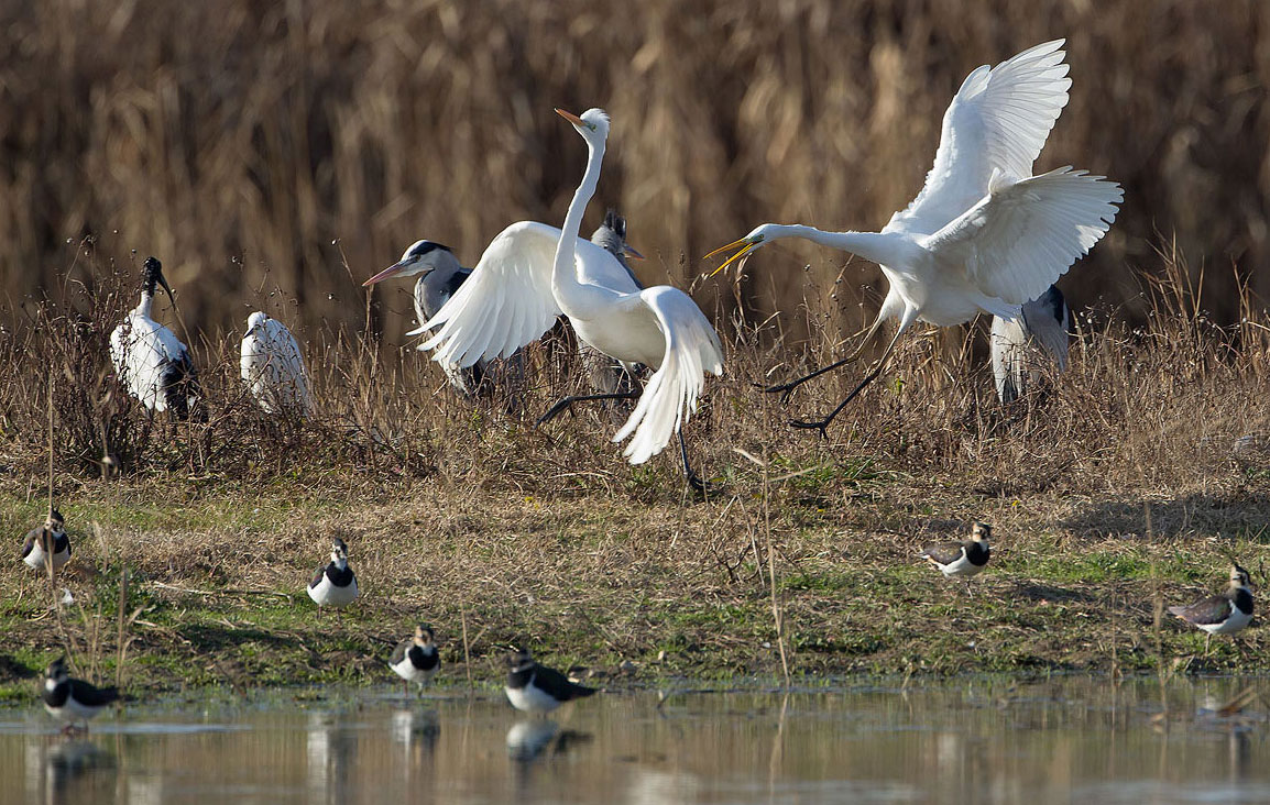 Chi c'',oggi, al lago?