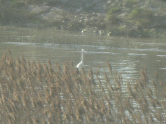 Airone bianco maggiore o spatola?