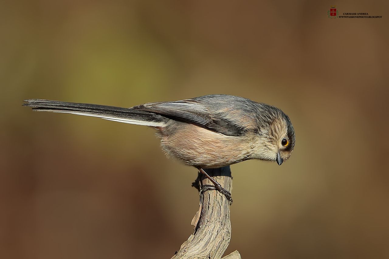 Codibugnolo (Aegithalos caudatus)