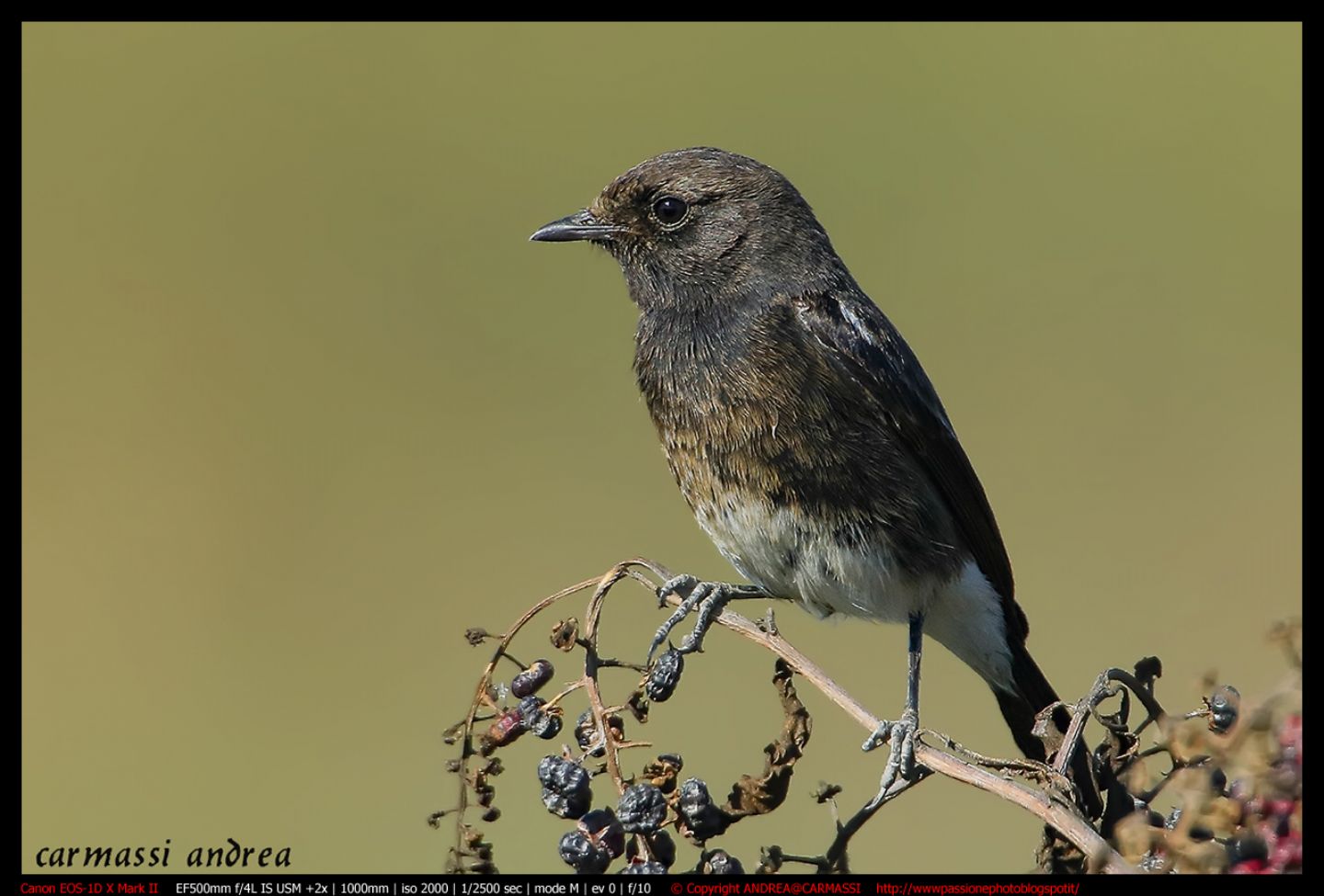 Saltimpalo bianco e nero  (Saxicola caprata)