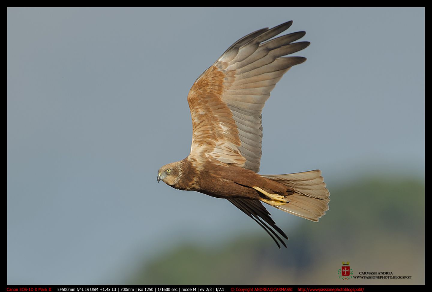 Falco di palude (Circus aeruginosus)