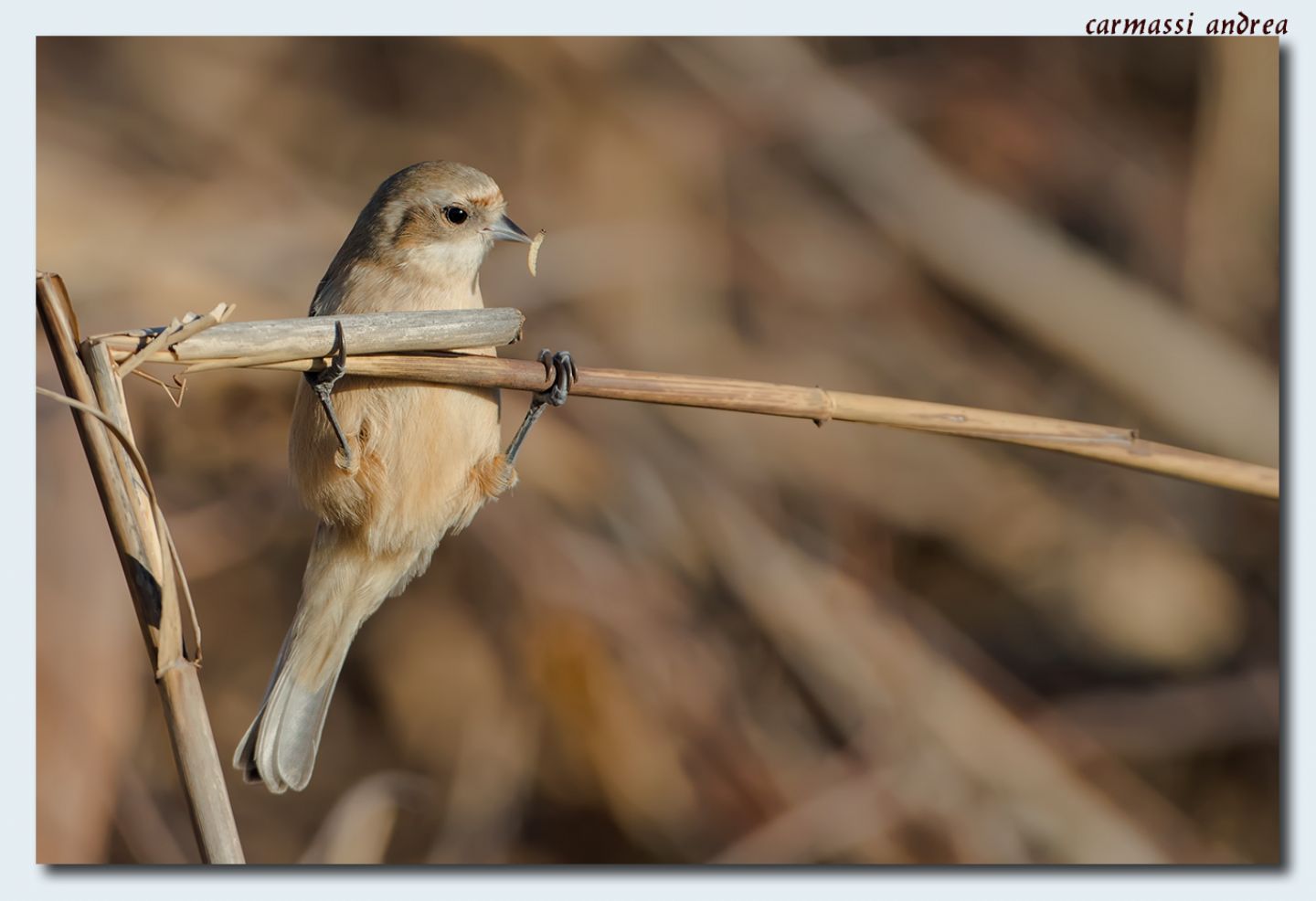 Pendolino: Remiz pendulinus (Remizidae)