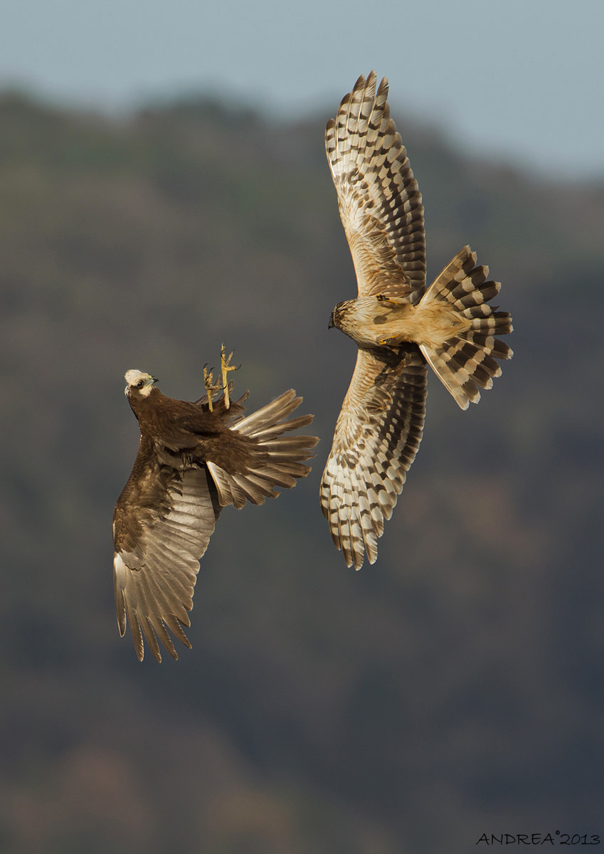 albanella vs palude