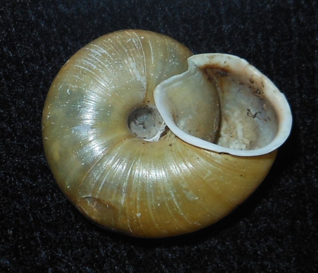 Chilostoma da identificare?