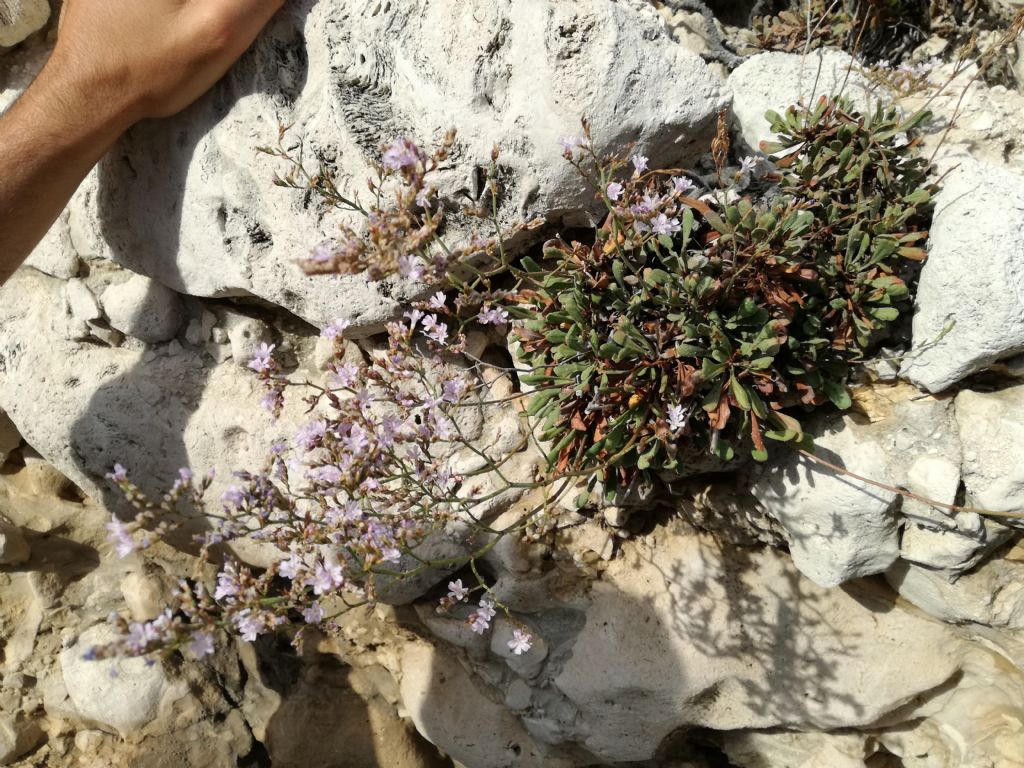 Limonium minutiflorum / Limonio delle Eolie