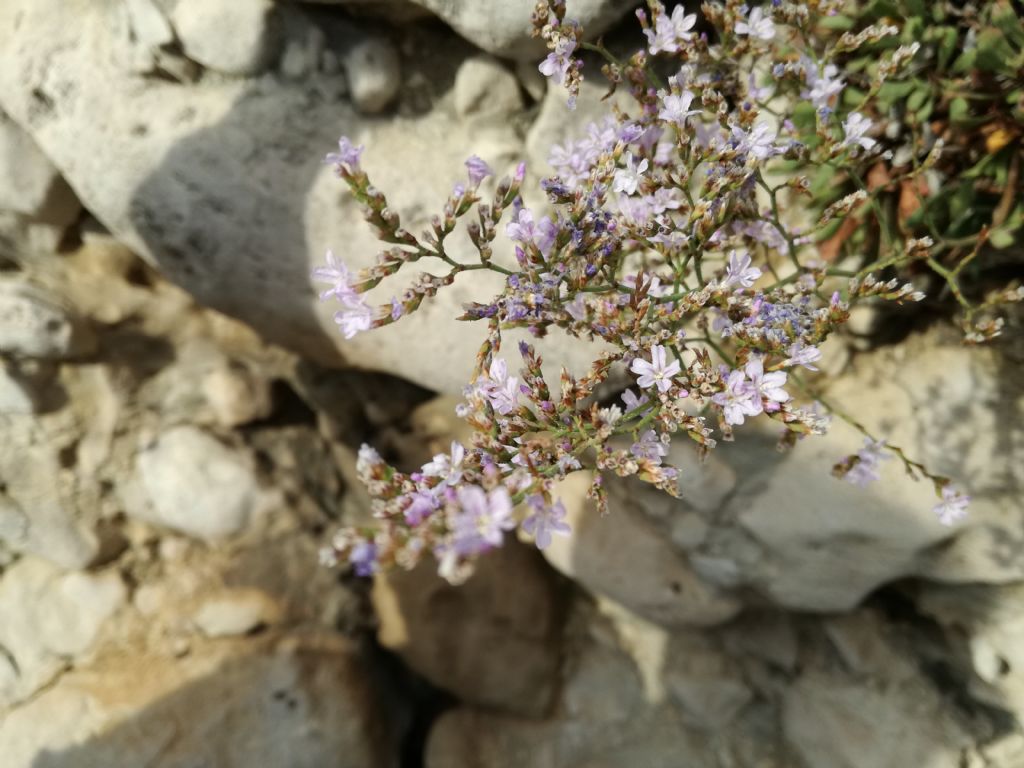 Limonium minutiflorum / Limonio delle Eolie