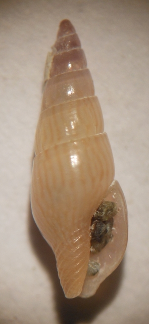 Mitrella sp.