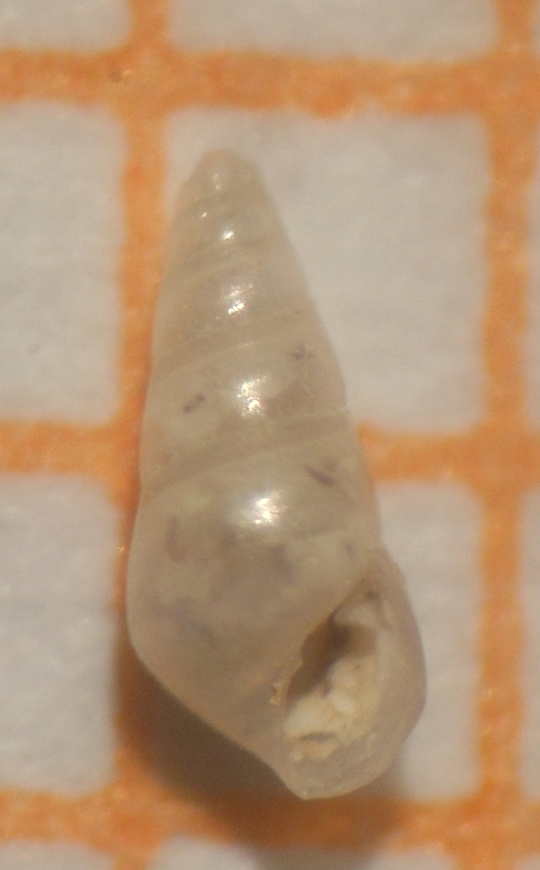 Odostomia