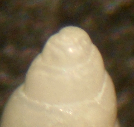 Odostomia da id.