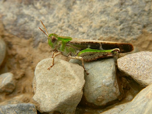 Identificazione Orthoptera: Aiolopus strepens