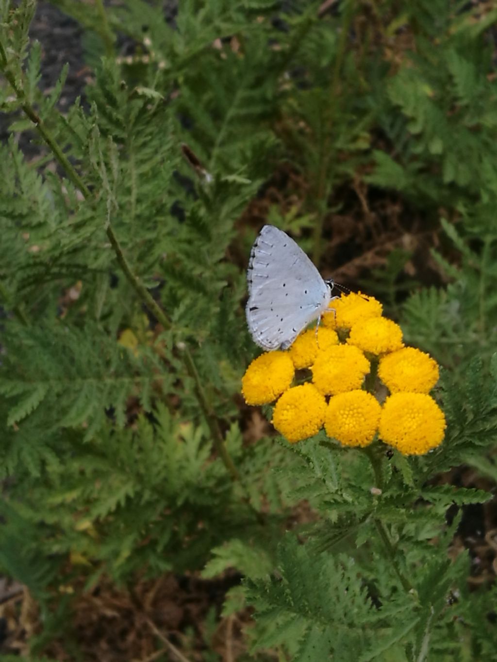 farfalla da id - Celastrina argiolus, Lycaenidae