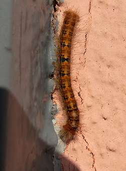 Bruco da identificare - Lasiocampa (Lasiocampa) quercus, Lasiocampidae