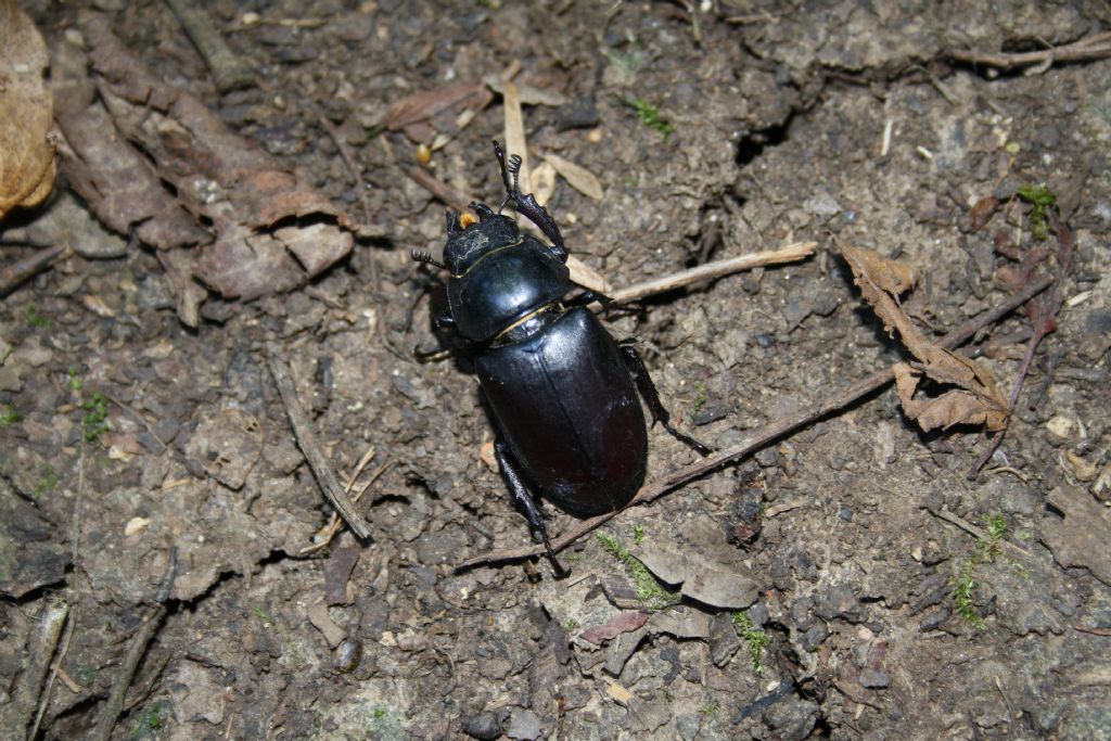 femmina di Lucanus cervus