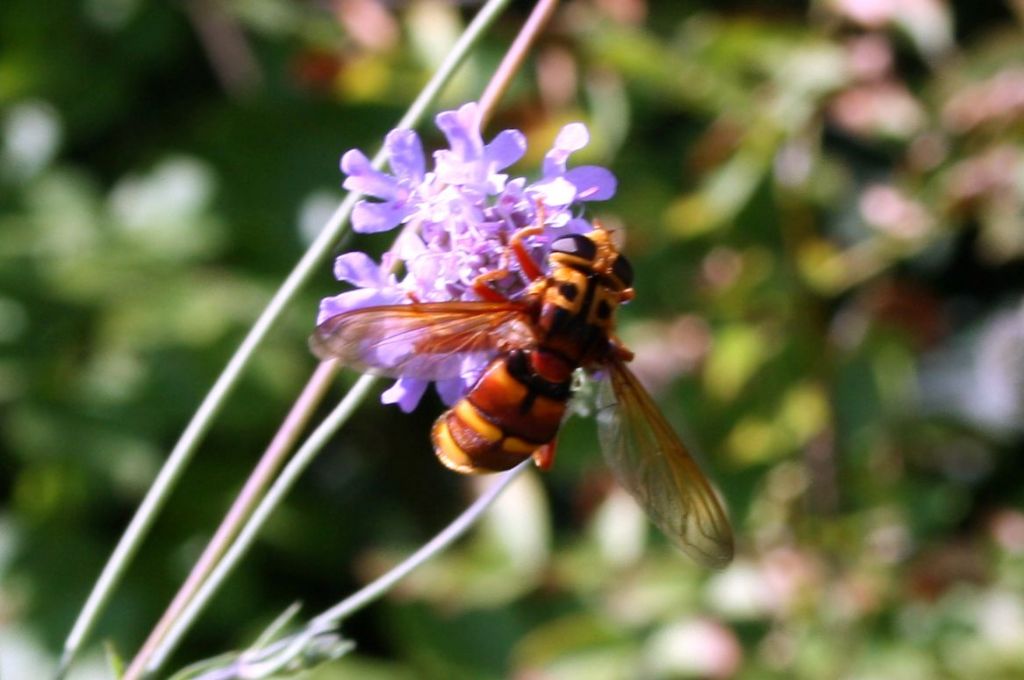 Femmina di Milesia crabroniformis (Syrphidae)