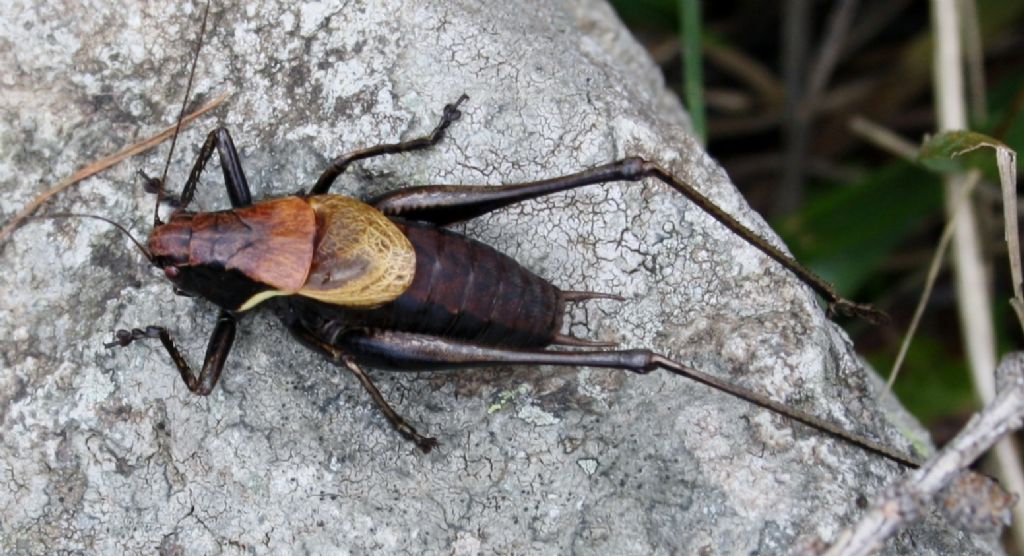 Tettigoniidae - Pholidoptera aptera