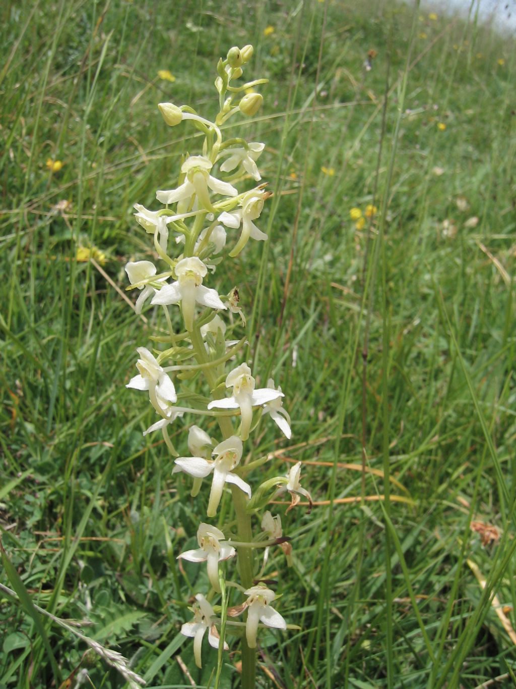 Platanthera chlorantha