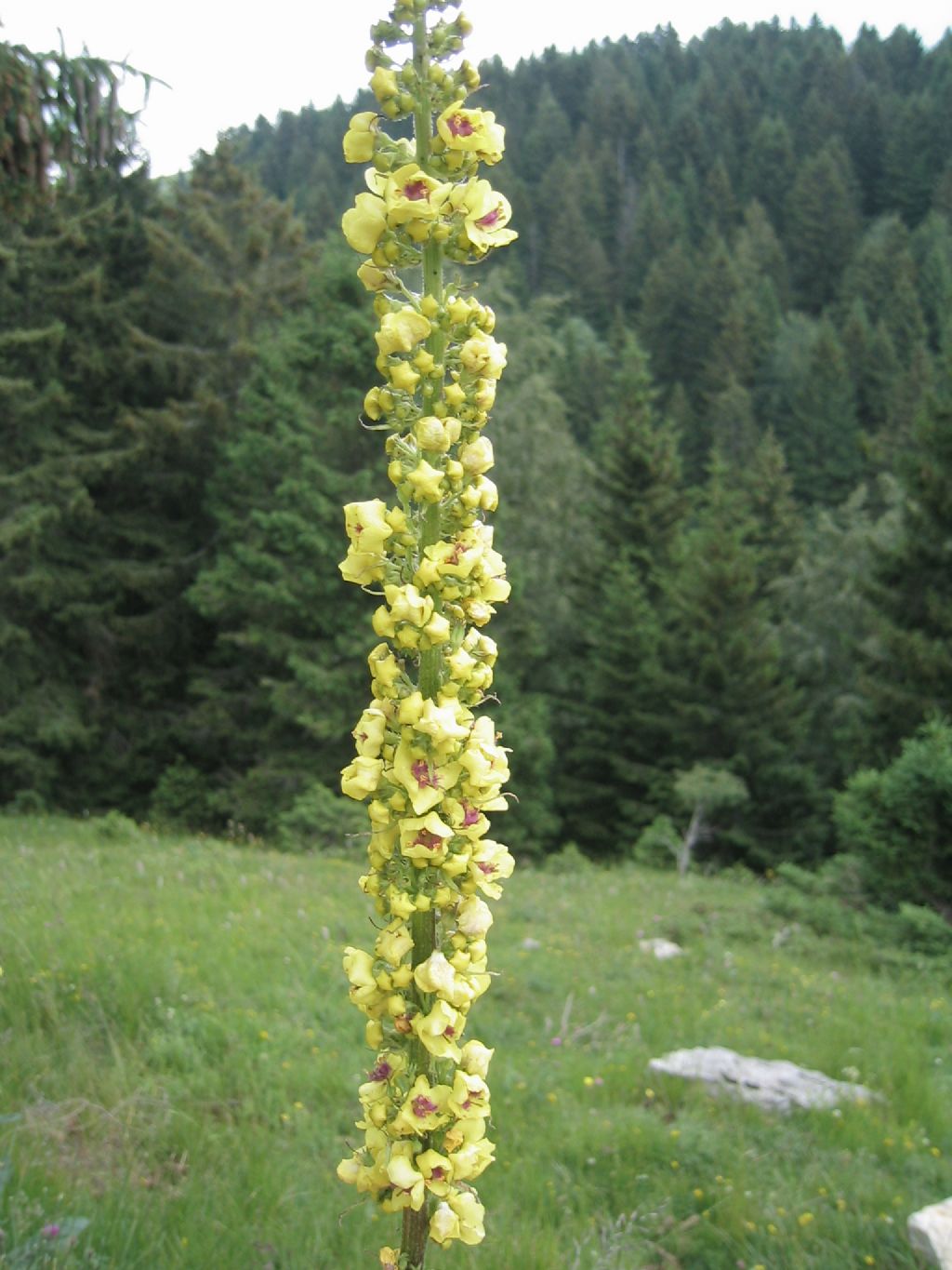 giuro che  l''ultima :-) cos''? - Verbascum sp.