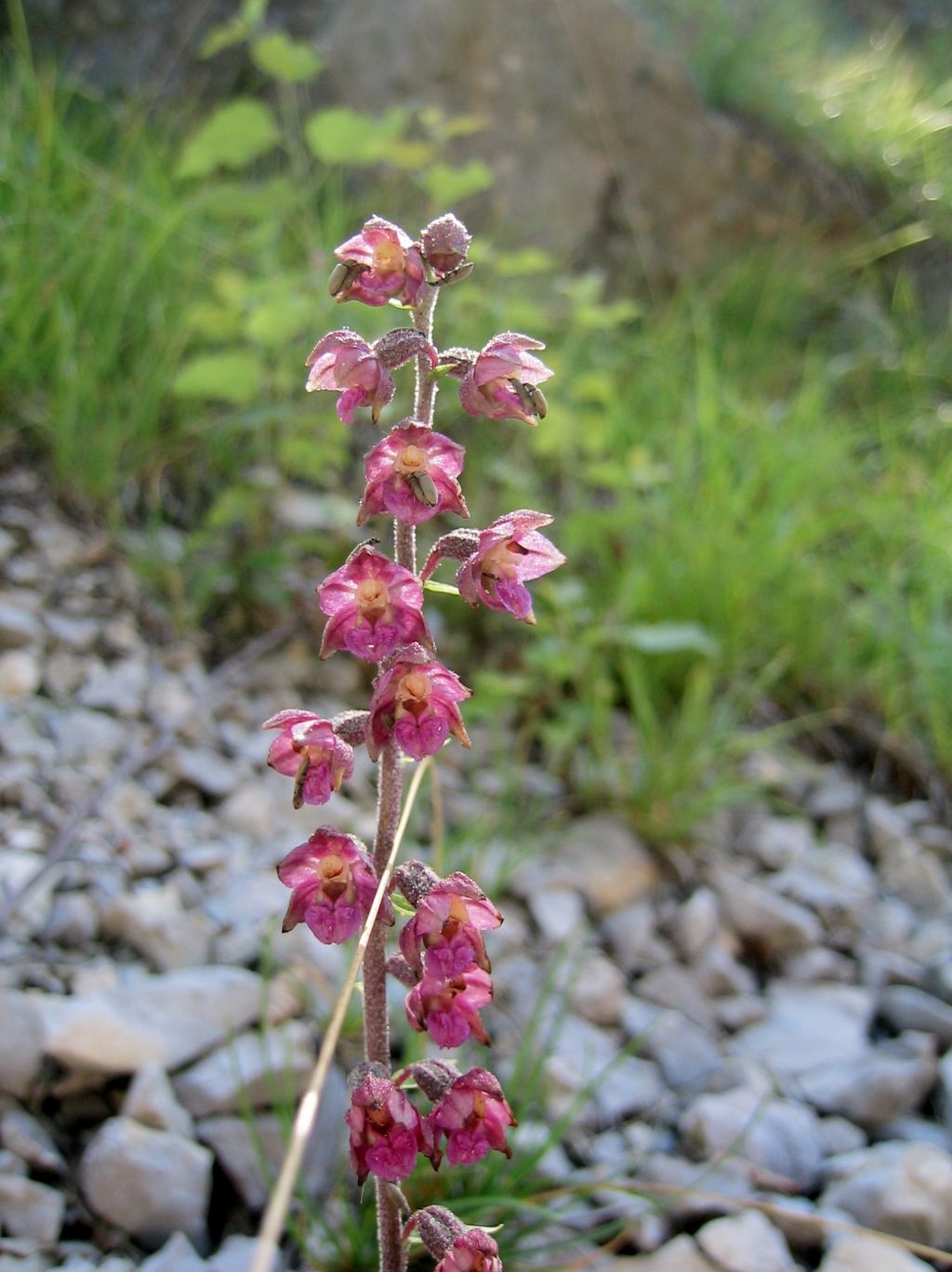 Epipactis atrorubens