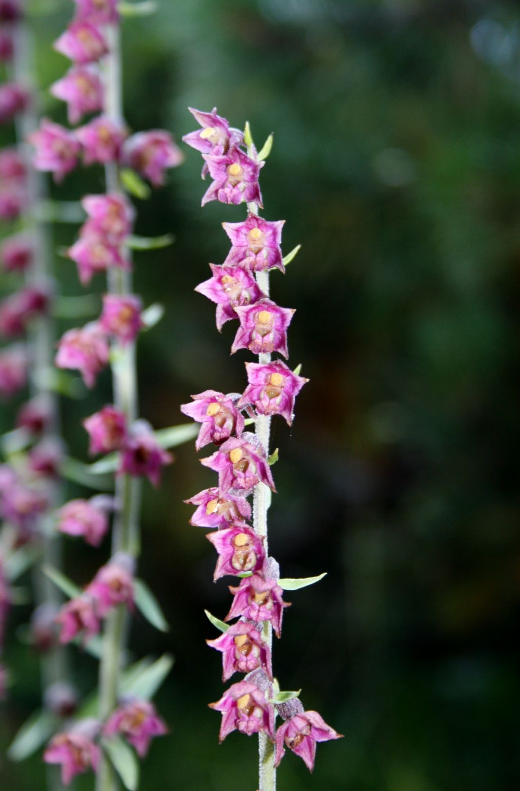 probabile orchidea??? Epipactis atrorubens