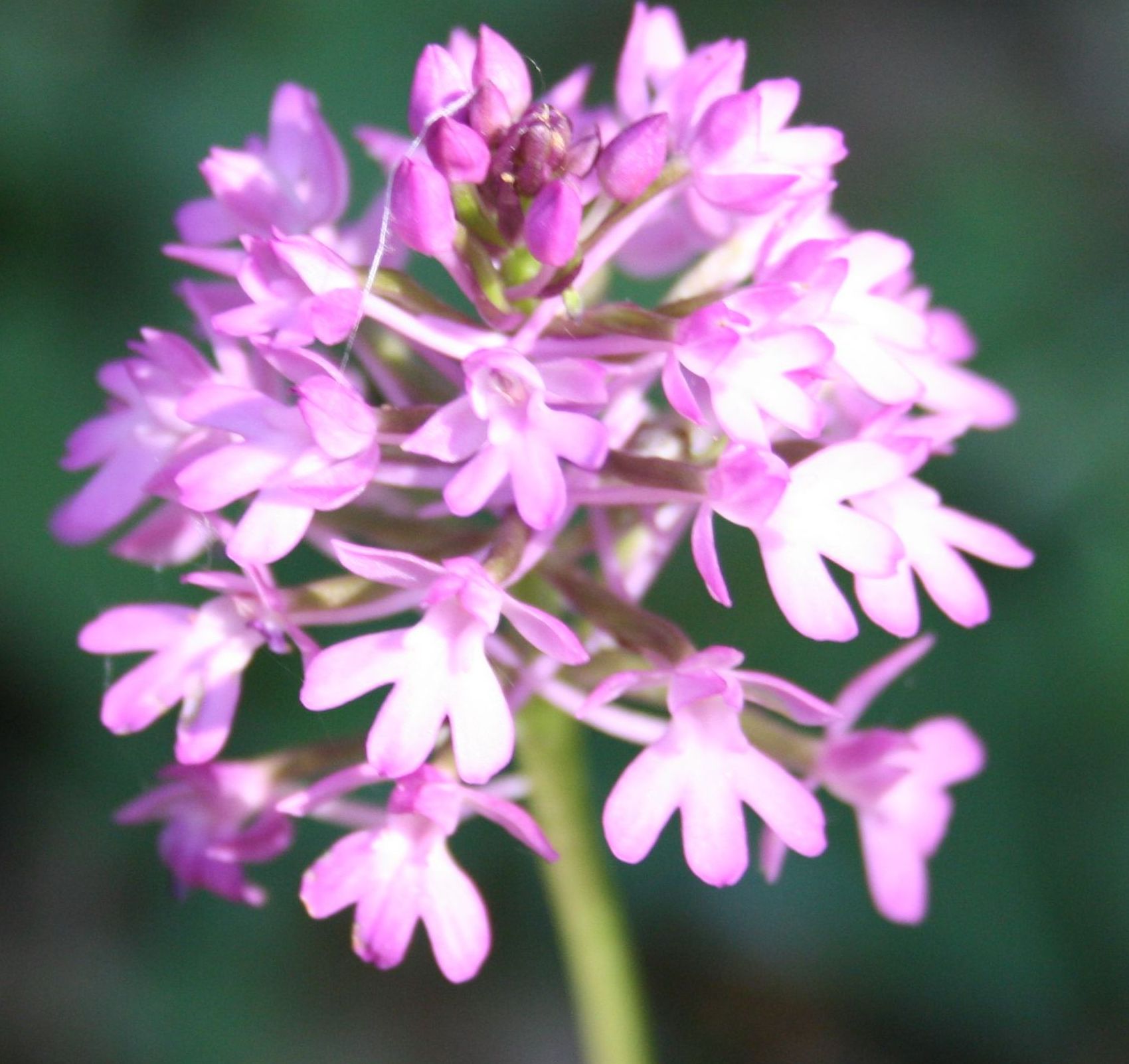 che fiore ? - Anacamptis pyramidalis