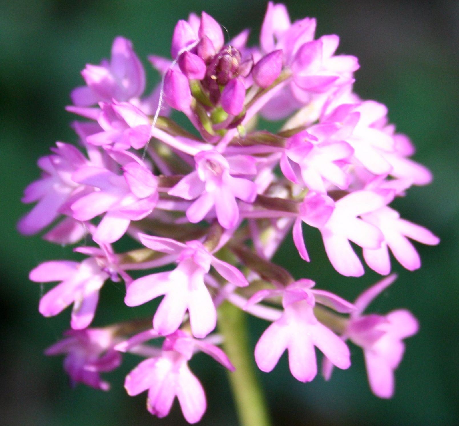 Anacamptis pyramidalis