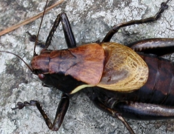 Tettigoniidae - Pholidoptera aptera