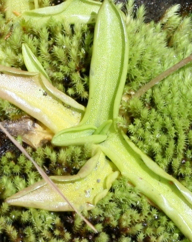 di che pianta si tratta? - Pinguicula sp.