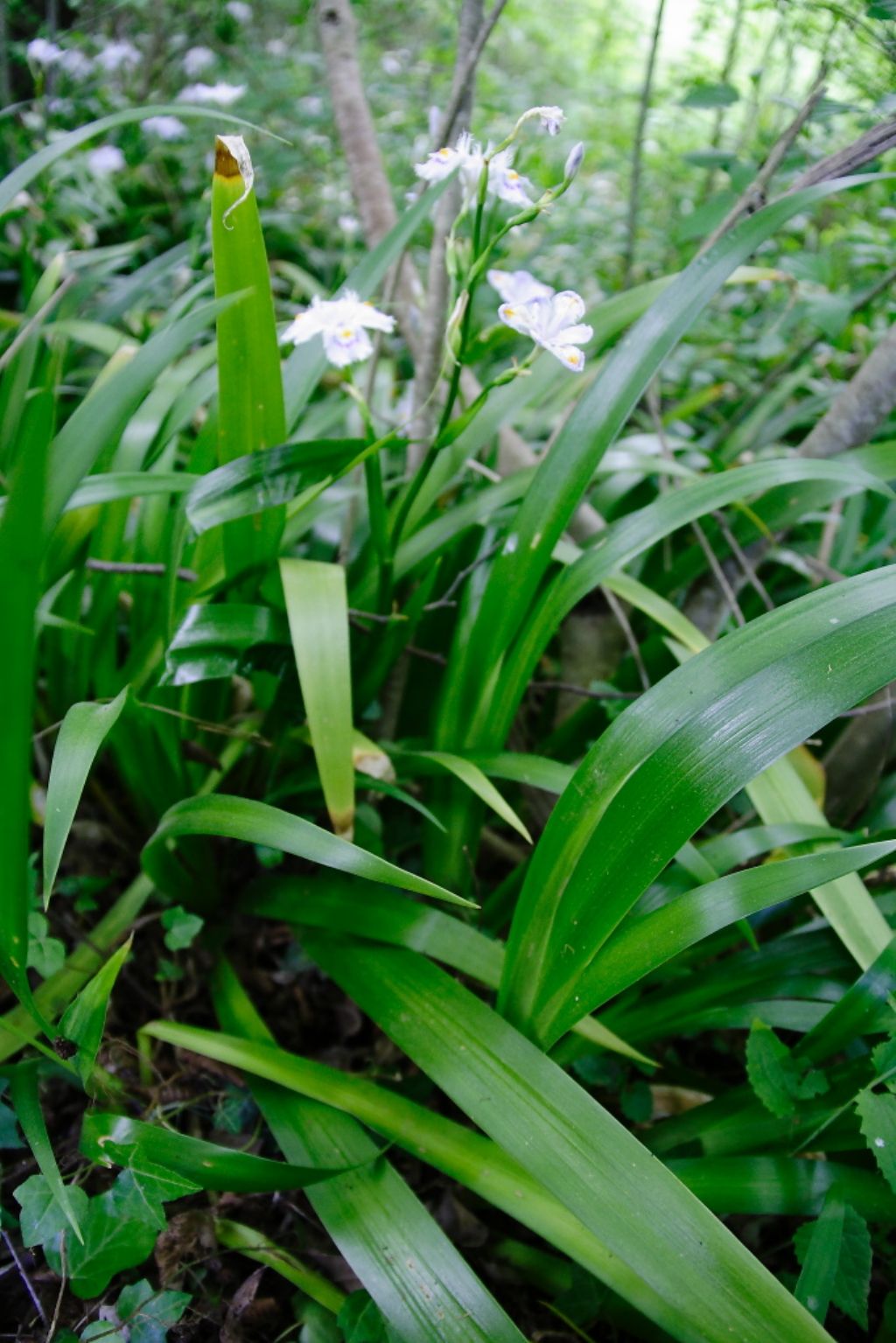 Iris intruso? - Iris japonica