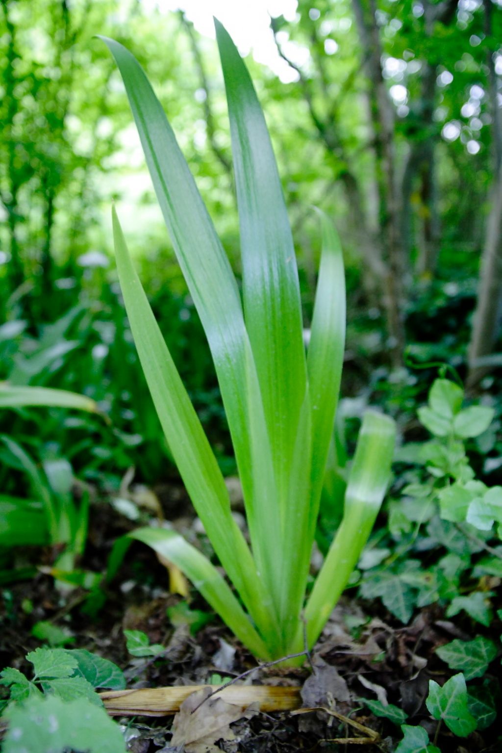 Iris intruso? - Iris japonica