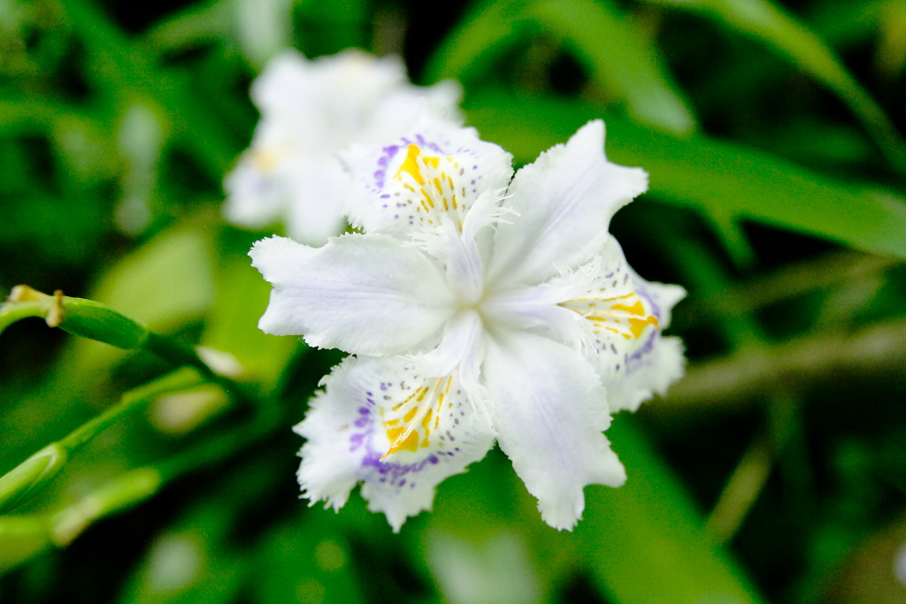 Iris intruso? - Iris japonica