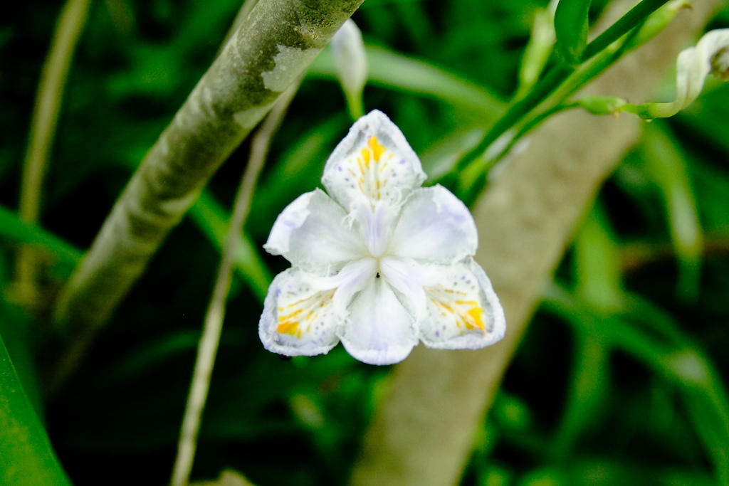 Iris intruso? - Iris japonica